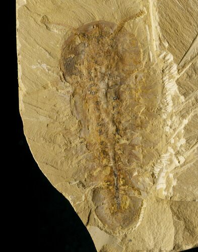Stunning Soft-Bodied Naraoiid Arthropod (Misszhouia) #14931